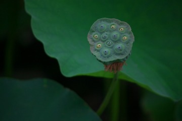 470