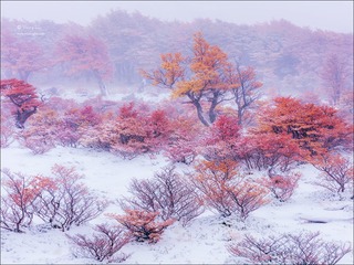 《雪中秋色》