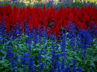 20110922朝阳公园花丛.jpg
