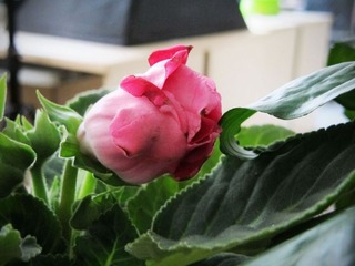 20110313办公桌上的芙蓉花