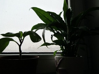 20110314早晨的窗台2