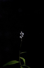 64B5481A-4177-4D94-9424-8309EB4EDE1C/L0/001