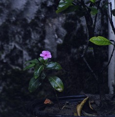 309E040C-A4A2-4D29-900D-0C5C69737152/L0/001