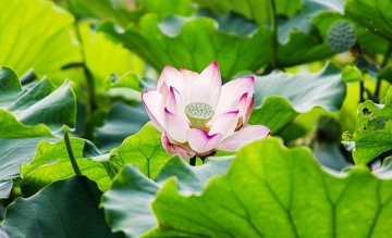 LR-4687副本.jpg