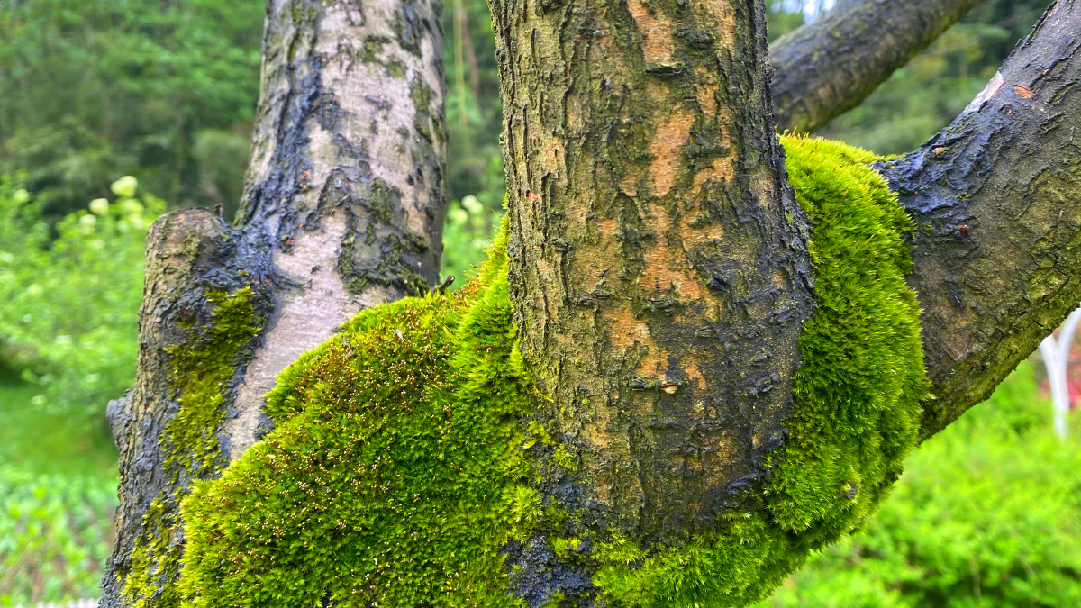 树上的青苔