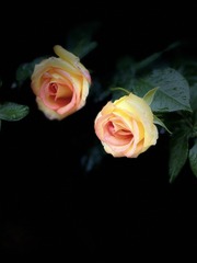 B49C10A2-ED9A-4399-A8D6-226F2649E355/L0/001