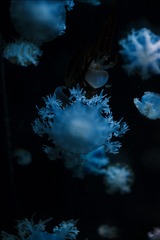 2C36BB20-DBAB-4B4D-BB8C-A9417E041081/L0/001
