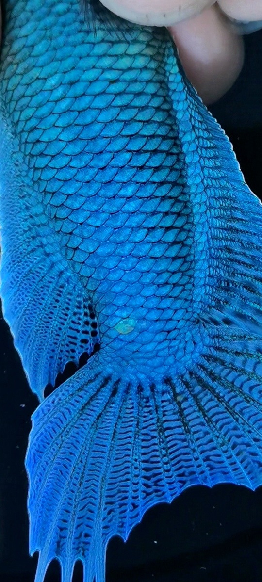 国斗鱼的鳞片质感跟蓝度自然光下拍的