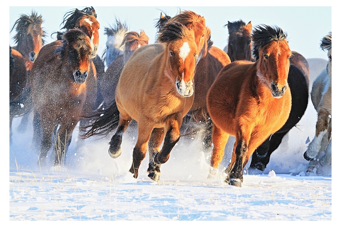 踏雪追风(西乌马魂)