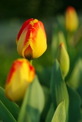IMGP1475.jpg