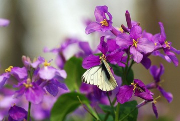 IMGP1537.jpg