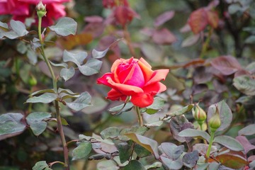 IMGP8226.JPG