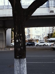 1000031260
