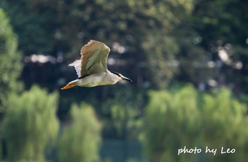 IMG_4041.jpg