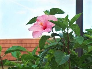 DSC01857.JPG