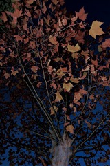 70150E81-8B71-406B-8539-DACECF38735E/L0/001