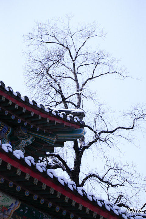 三月里的阳春白雪