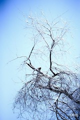 IMG_8513.jpg