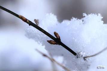 IMG_8617.jpg