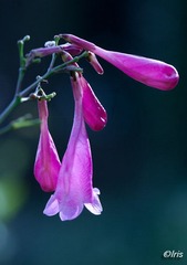 IMG_6032.jpg