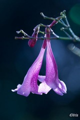 IMG_6058.jpg
