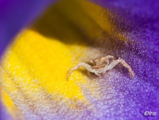 IMG_6129.jpg