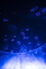 1000012764