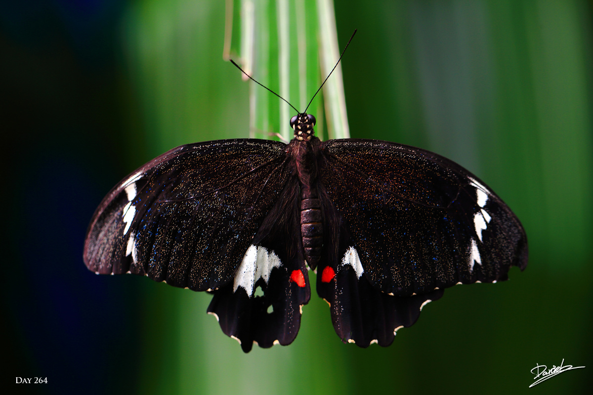  br /> 没有逮到某年高考英语阅读所说的黑脉金斑蝶,能拍到停着的蝴蝶