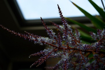 DSC02519.jpg