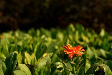 DSC03062.jpg