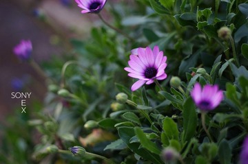 DSC00692.jpg