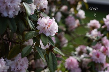 DSC00709.jpg