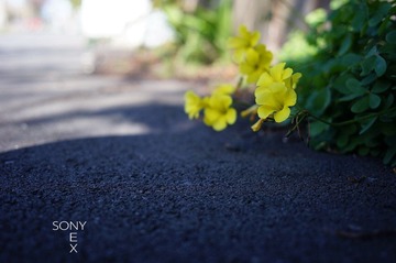 DSC01156.jpg