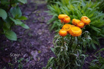 DSC01214.jpg