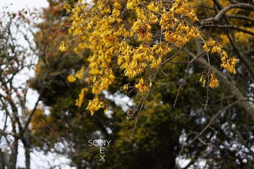 DSC01733.jpg