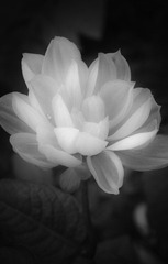 DSC03020.jpg