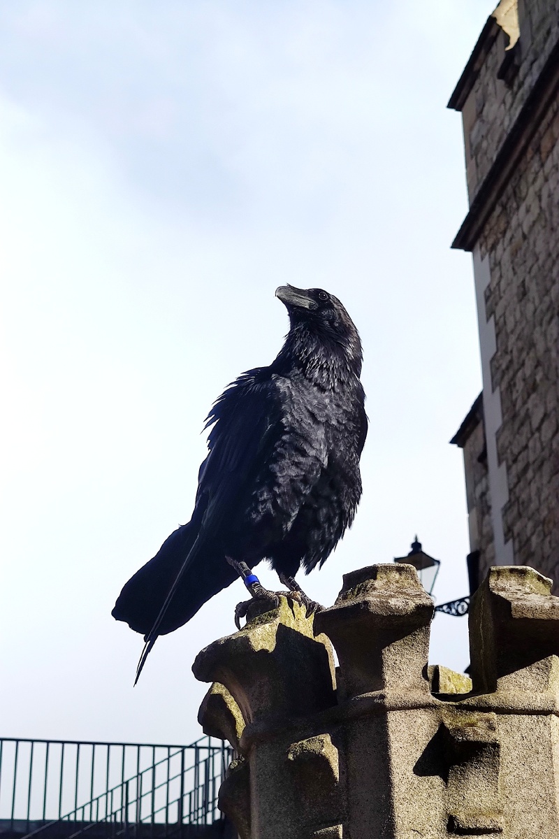 一直渡鸦站在古老的建筑上