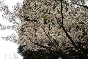 DSC08382.JPG