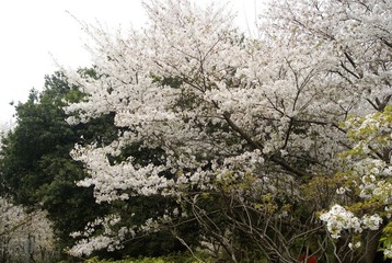 DSC08394.JPG