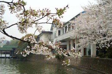 DSC08497.JPG