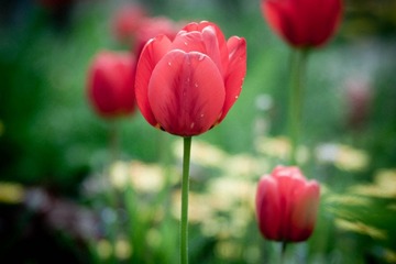 Tulip @ Königstein