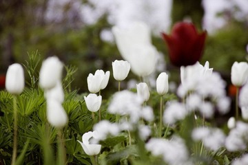 Tulpen @ Festung Königstein
