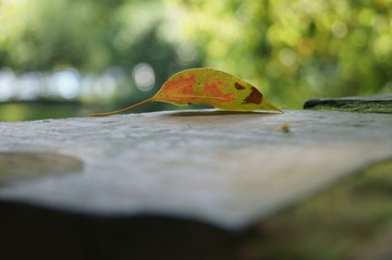 DSC01184.JPG
