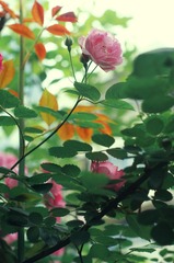 DSC06108a.jpg