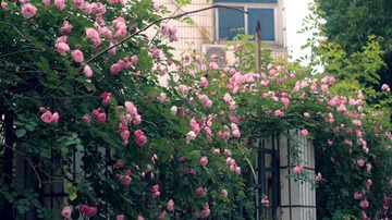 DSC06114a.jpg