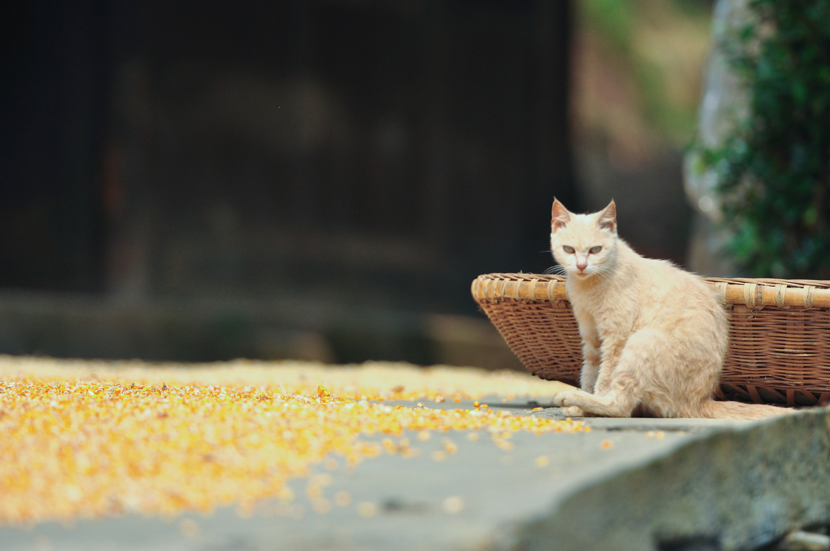 晒太阳的猫