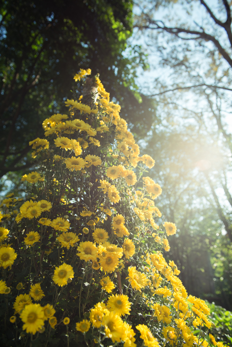 2013洪湖公园菊花展 - 以冠为名 - 图虫网 - 最好