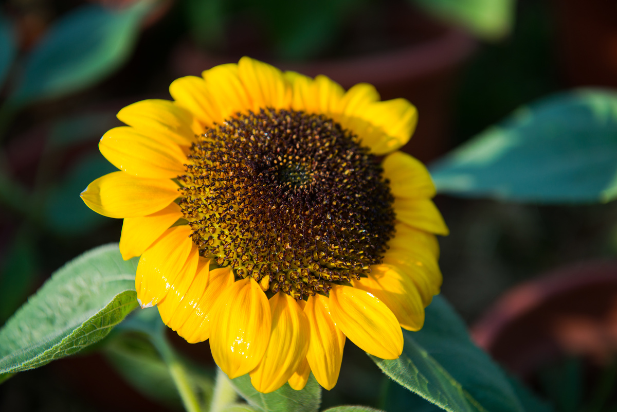 2013洪湖公园菊花展 - 以冠为名 - 图虫网 - 最好