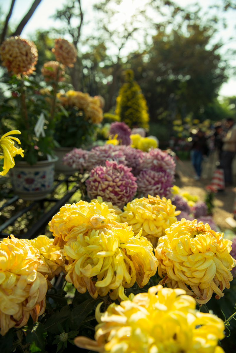 2013洪湖公园菊花展 - 以冠为名 - 图虫网 - 最好