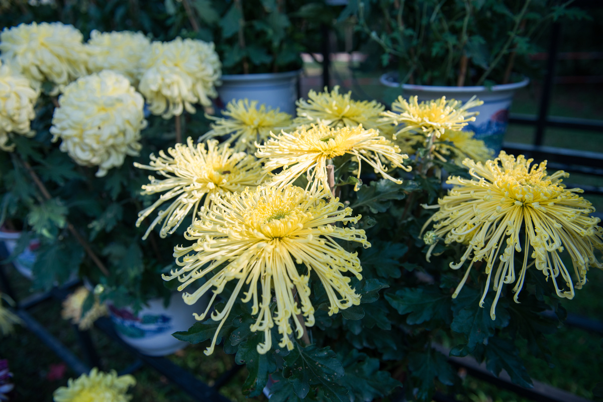 2013洪湖公园菊花展